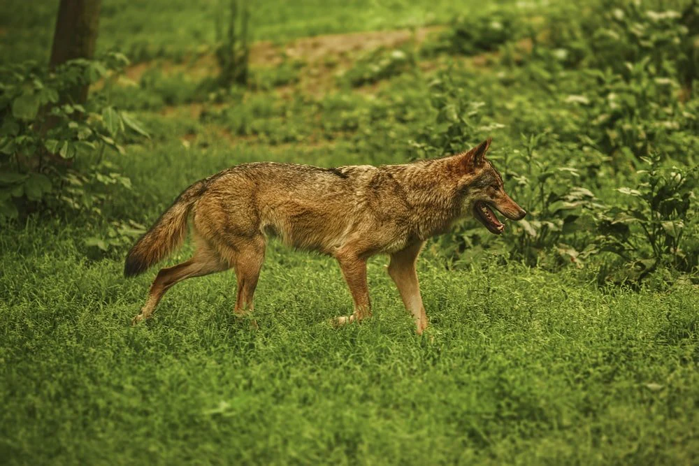 Paint By Numbers | Coyote - Adult Brown Dog On Green Grass