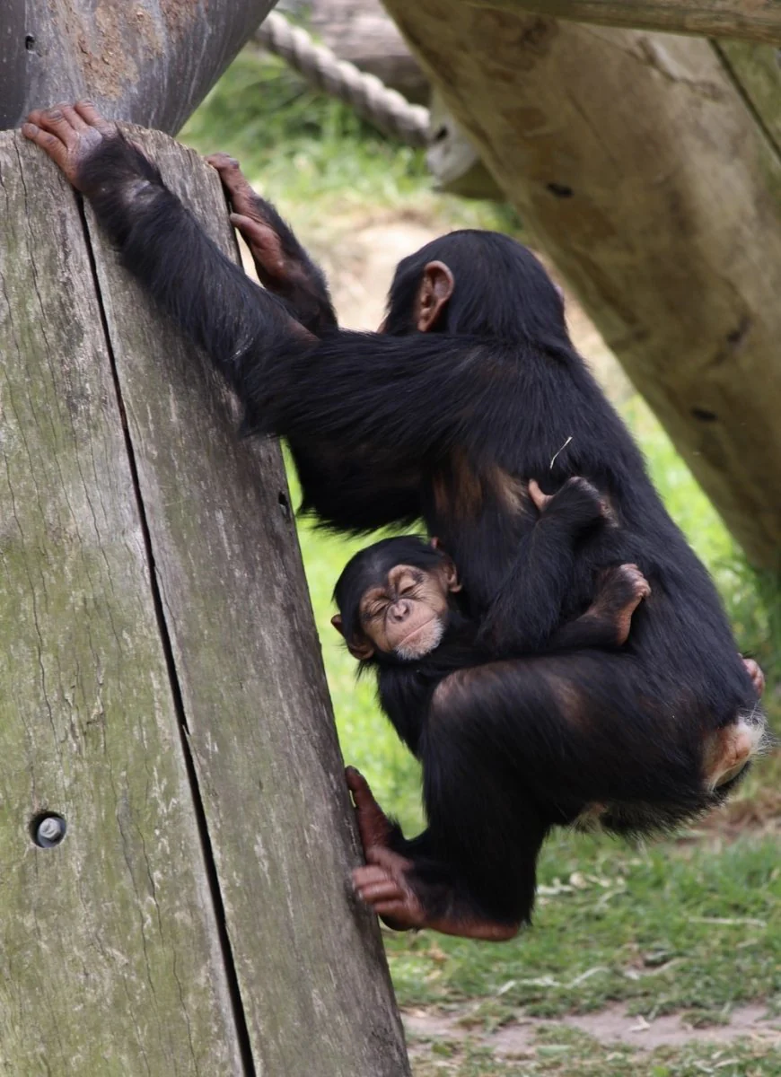 Paint By Numbers | Ape - Baby Hugging Chimpanzee Hanging On Wooden Frame