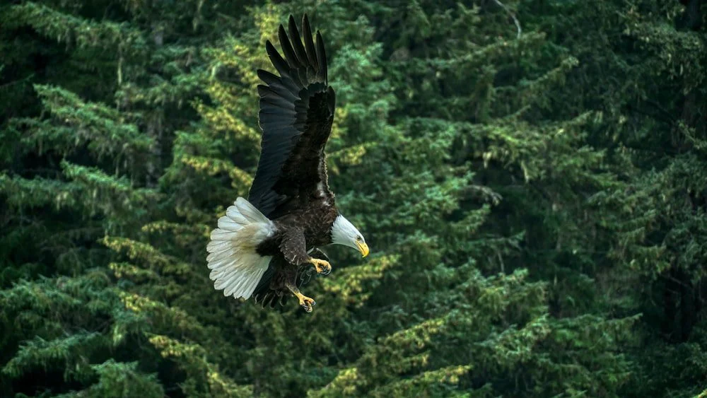 Paint By Numbers | Bald Eagle - Bald Eagle