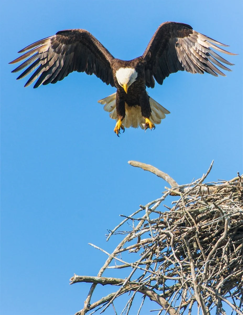 Paint By Numbers | Eagle - Bald Eagle Flap Its Wing From Nest