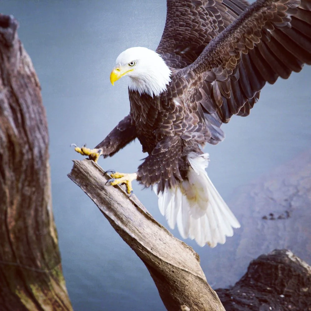 Paint By Numbers | Bald Eagle - Bald Eagle On Brown Tree Branch