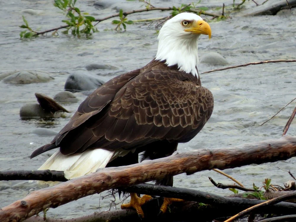 Paint By Numbers | Bald Eagle - Bald Eagle On Brown Tree Branch In Water During Daytime