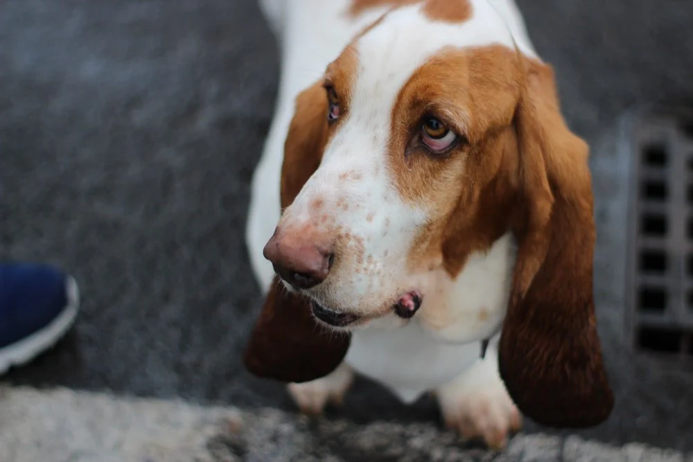 Paint By Numbers | Basset Hound - Basset Hound On Pavement