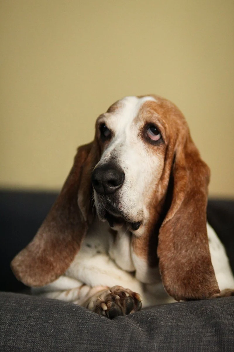 Paint By Numbers | Basset Hound - Bassethound Lying On Sofa