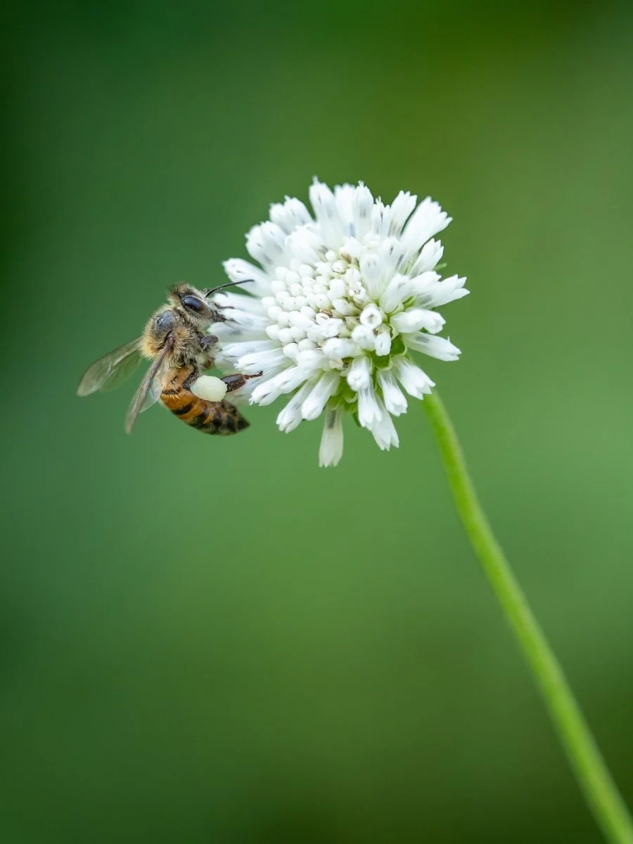 Paint By Numbers | Bee - Bee On White Flower