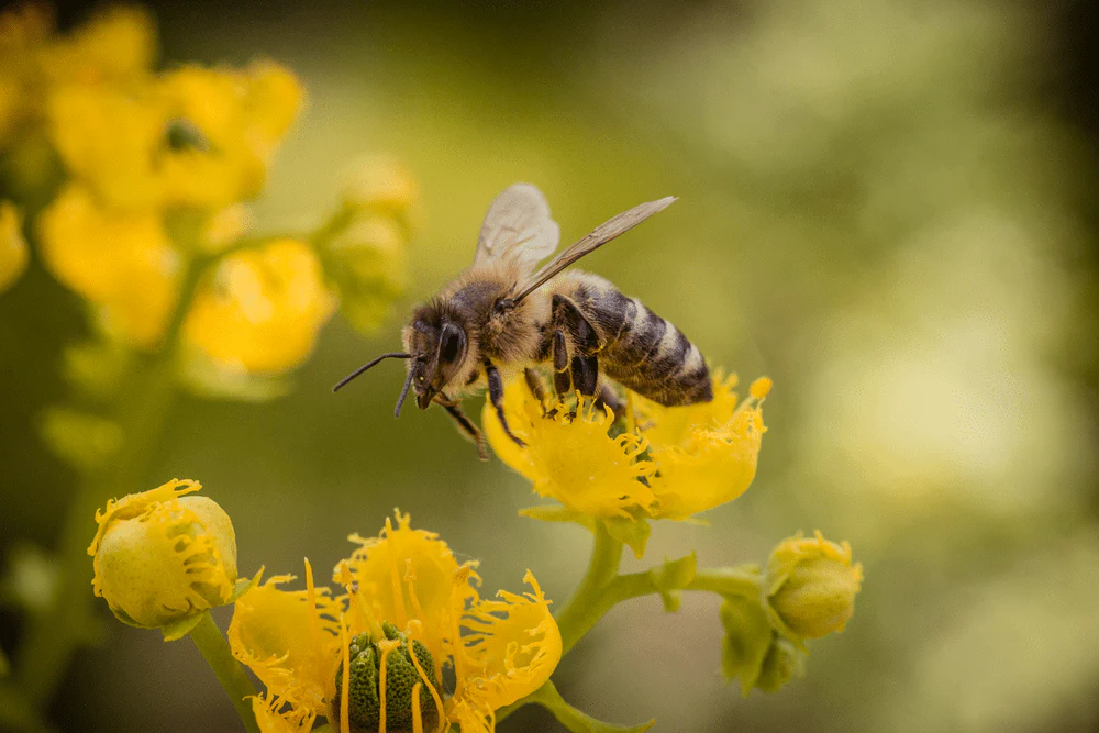 Paint By Numbers | Bee - Bee Over Yellow Flower