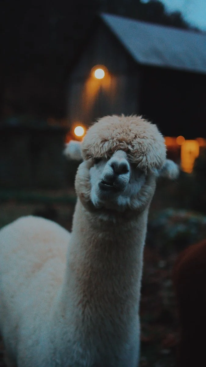 Paint By Numbers | Alpaca - Beige Llama