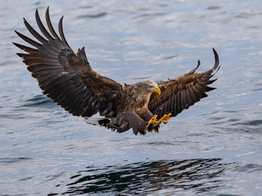 Paint By Numbers | Bald Eagle - Bird In Flight