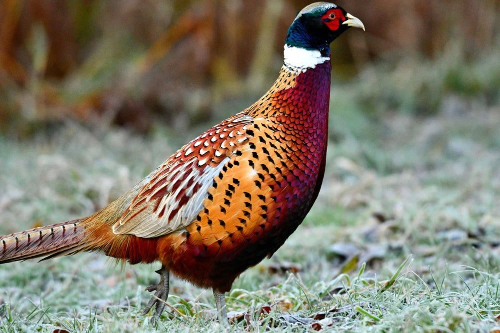 Paint By Numbers | Pheasant - Bird On Grass