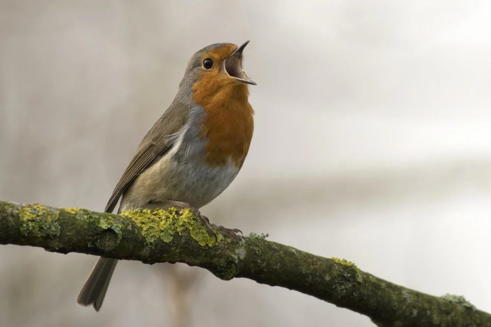 Paint By Numbers | Bird - Bird Singing On Tree - Image 2