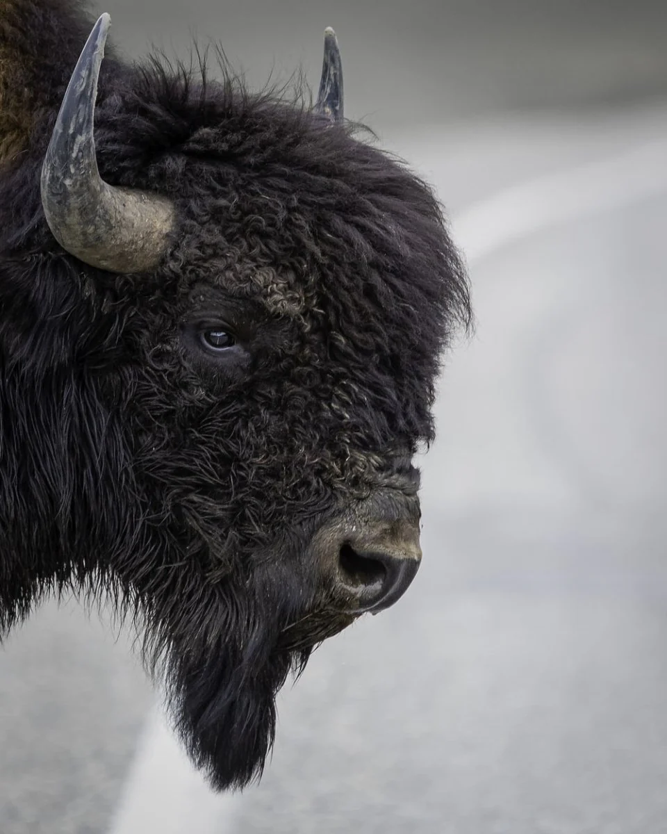 Paint By Numbers | Bison - Black And Brown Animal In Close Up Photography