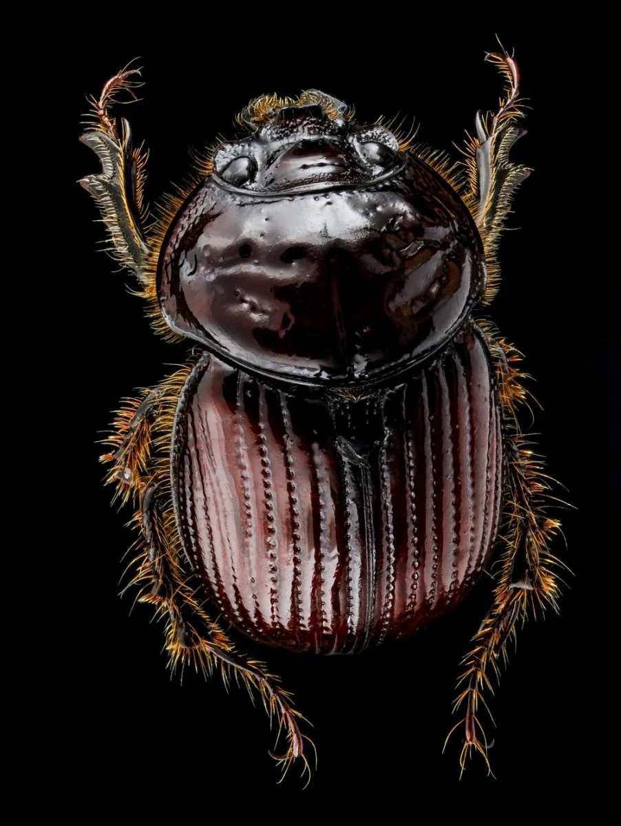 Paint By Numbers | Beetle - Black And Brown Beetle Illustration
