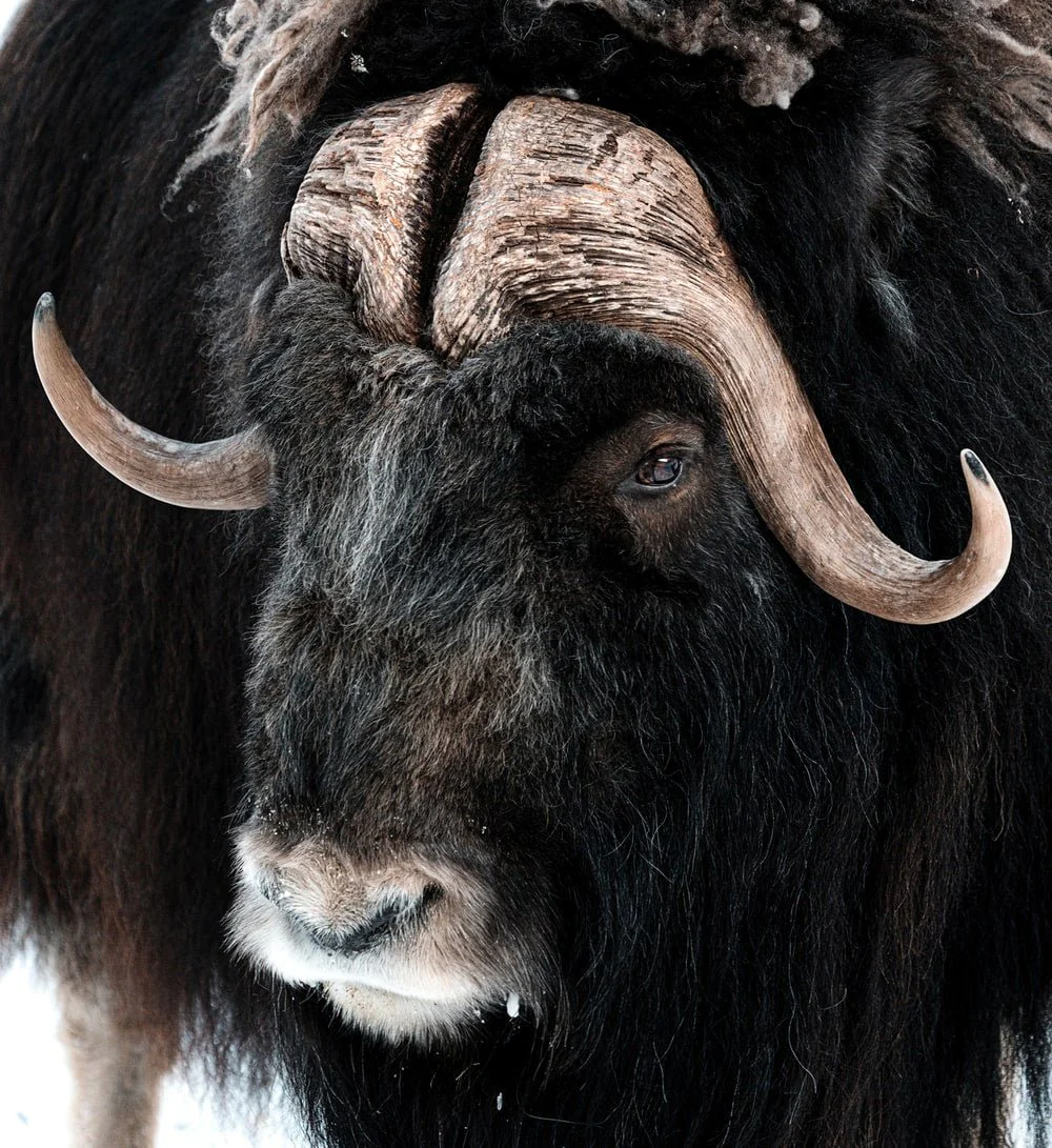 Paint By Numbers | Bison - Black And Brown Cow Head