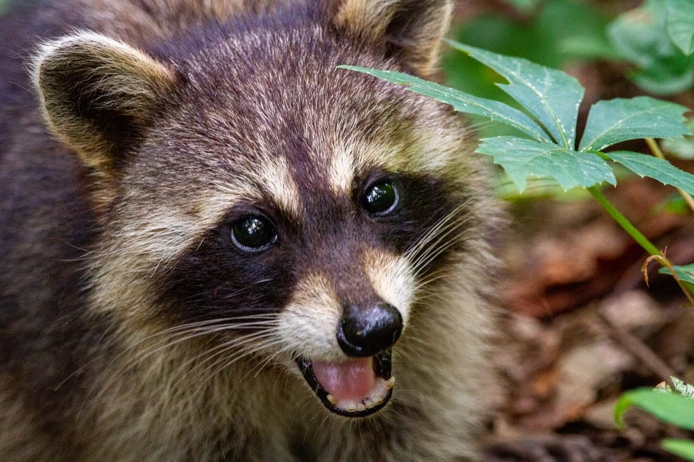 Paint By Numbers | Raccoon - Black And White Animal On Brown Leaves