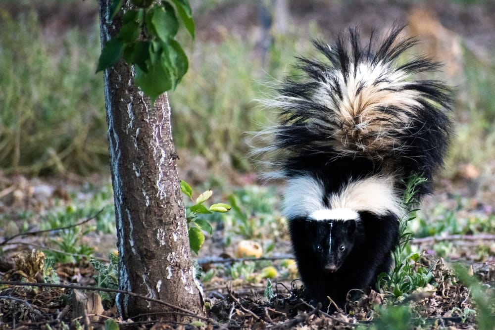 Paint By Numbers | Skunk - Black And White Animal On Brown Tree Trunk During Daytime