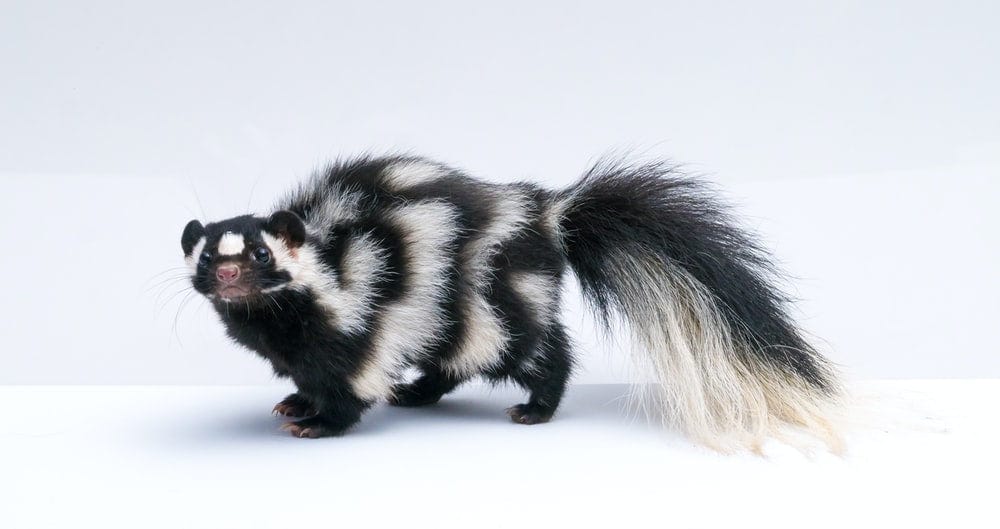 Paint By Numbers | Skunk - Black And White Skunk