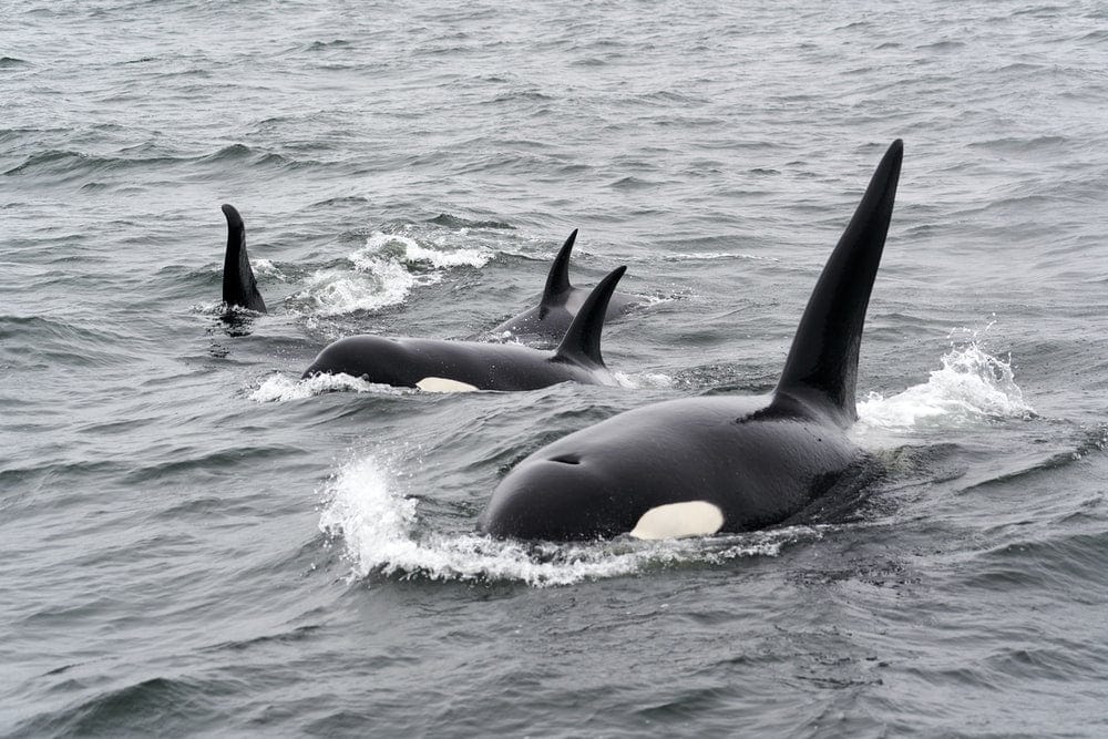 Paint By Numbers | Orca - Black And White Whale On Water During Daytime