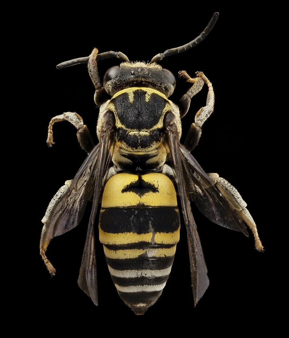 Paint By Numbers | Bee - Black And Yellow Bee Illustration