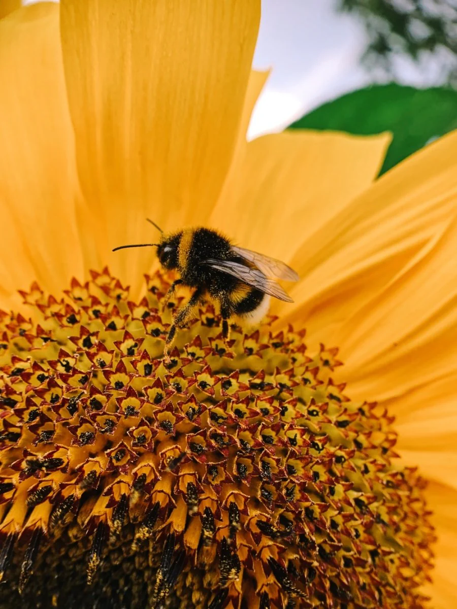 Paint By Numbers | Bee - Black And Yellow Bee On Yellow Flower