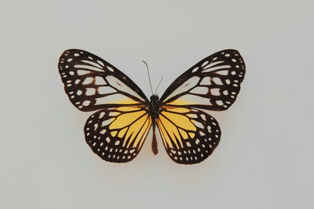 Paint By Numbers | Butterfly - Black And Yellow Butterfly