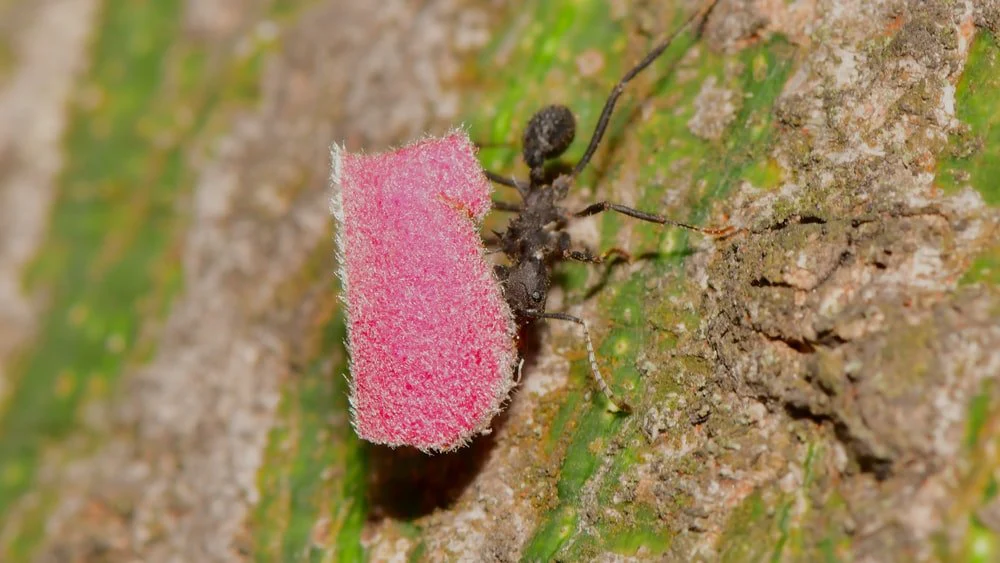 Paint By Numbers | Bedbug - Black Ant On Pink Flower