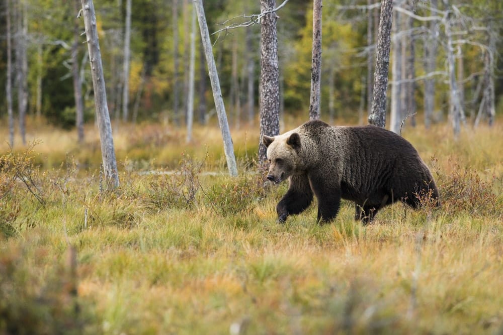 Paint By Numbers | Bear - Black Bear Near Trees