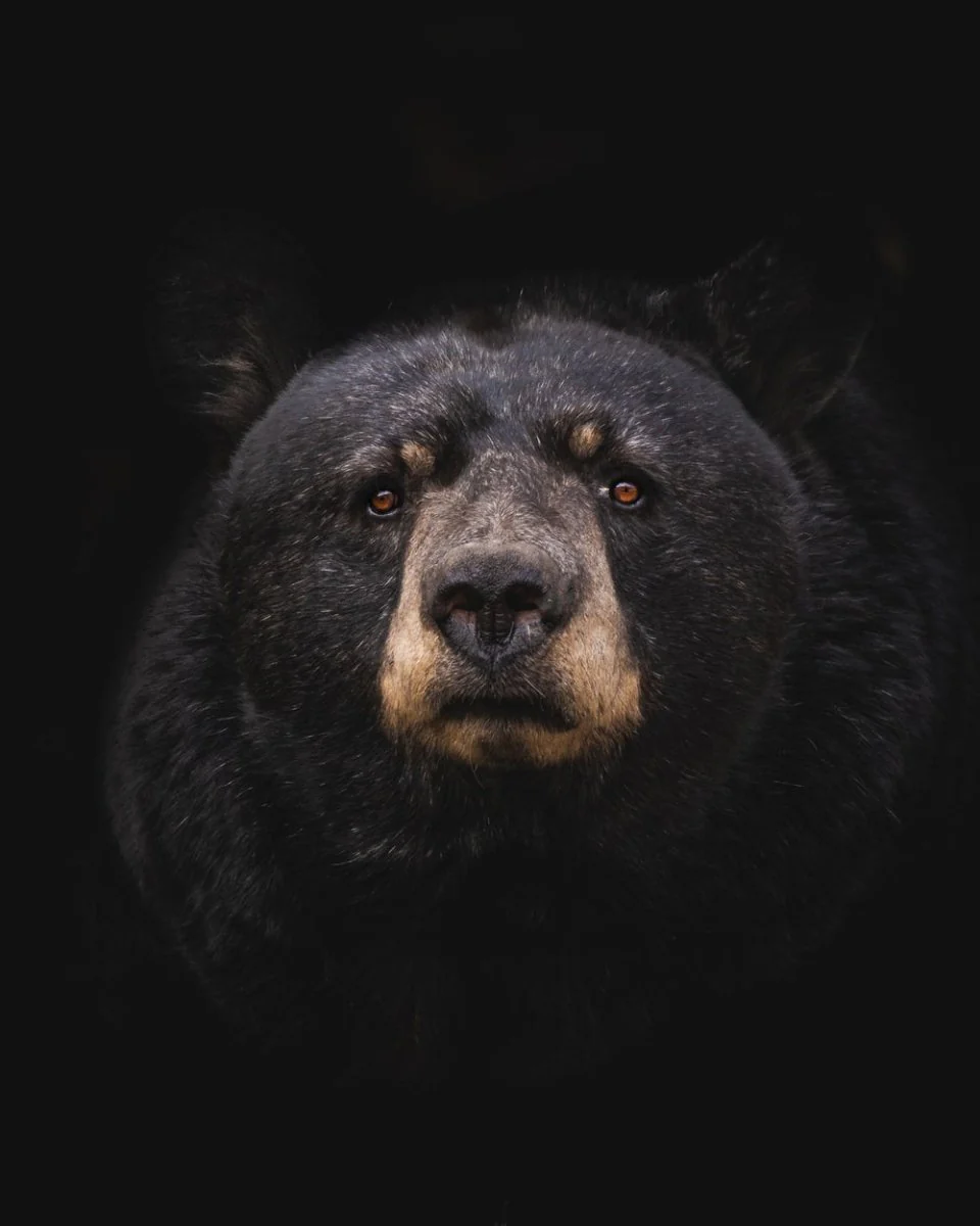 Paint By Numbers | Bear - Black Bear On Brown Wooden Tree Branch