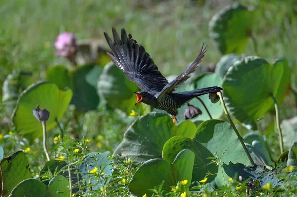 Paint By Numbers | Cuckoo - Black Bird