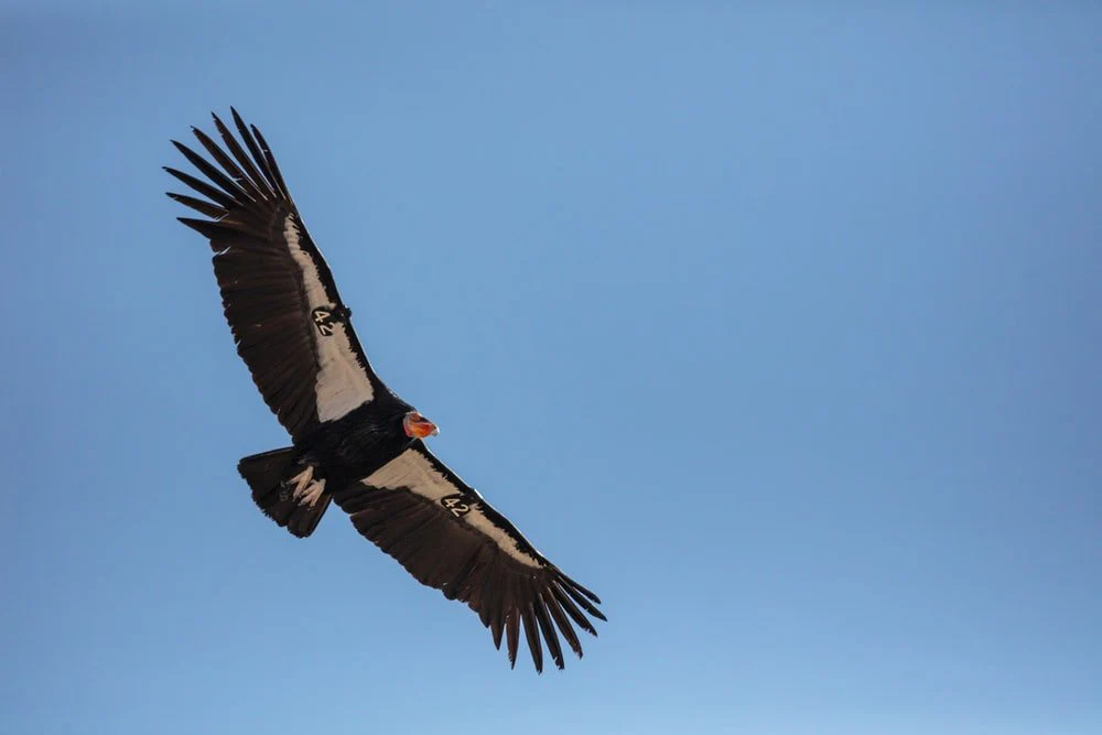 Paint By Numbers | Condor - Black Bird Flying During Daytime