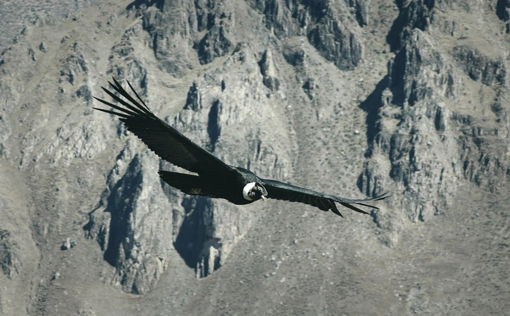 Paint By Numbers | Condor - Black Bird Flying Over Gray Mountain
