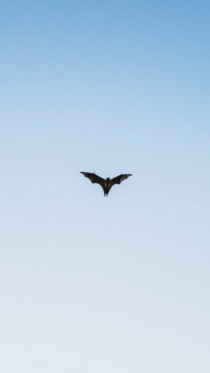 Paint By Numbers | Bat - Black Bird Flying Under Blue Sky During Daytime
