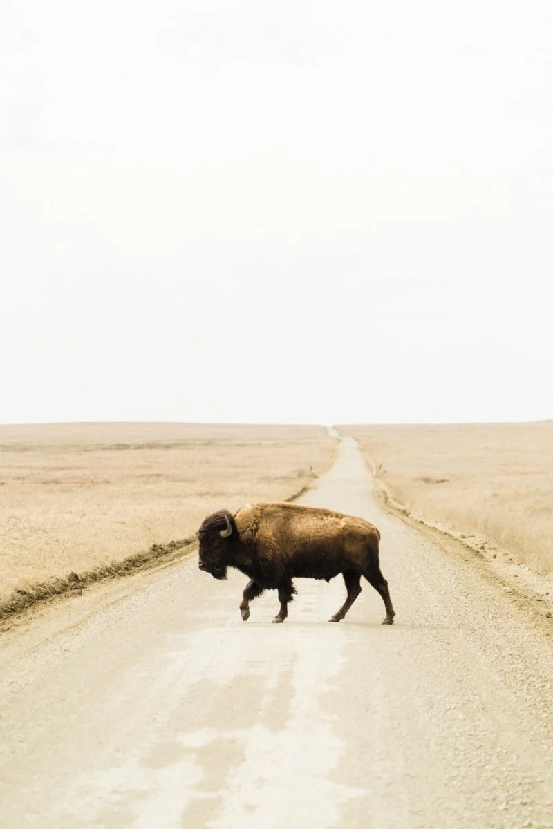 Paint By Numbers | Bison - Black Bison On Brown Field During Daytime