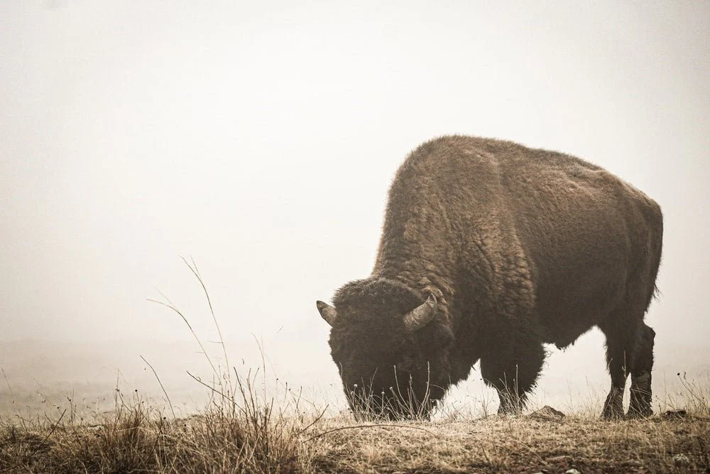 Paint By Numbers | Bison - Black Bison On Green Grass Field During Daytime