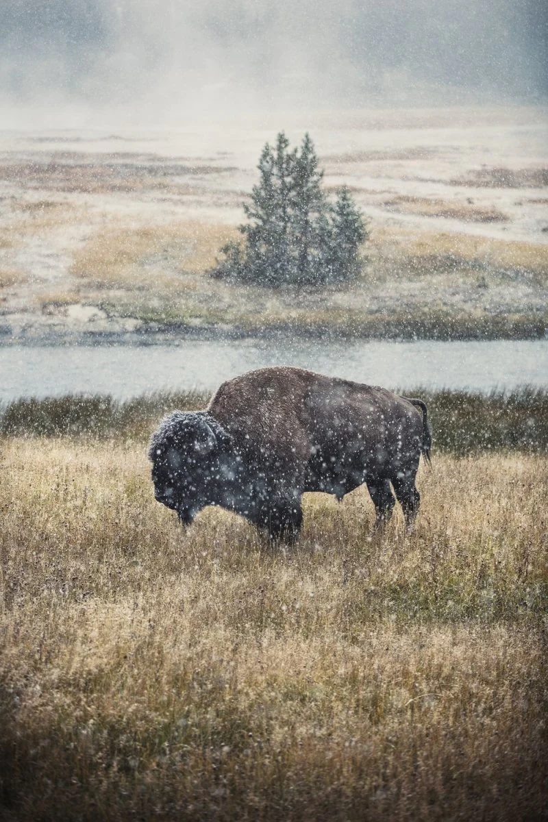 Paint By Numbers | Bison - Black Cow On Brown Grass Field During Daytime
