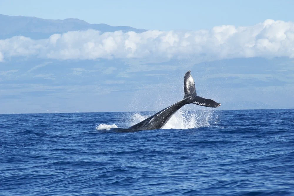 Paint By Numbers | Blue Whale - Black Fish Dove Into Ocean At Daytime
