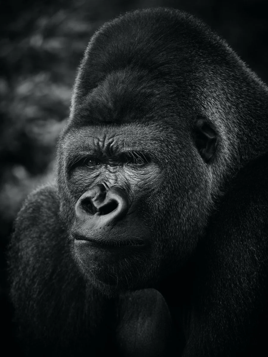 Paint By Numbers | Gorilla - Black Gorilla In Close Up Photography