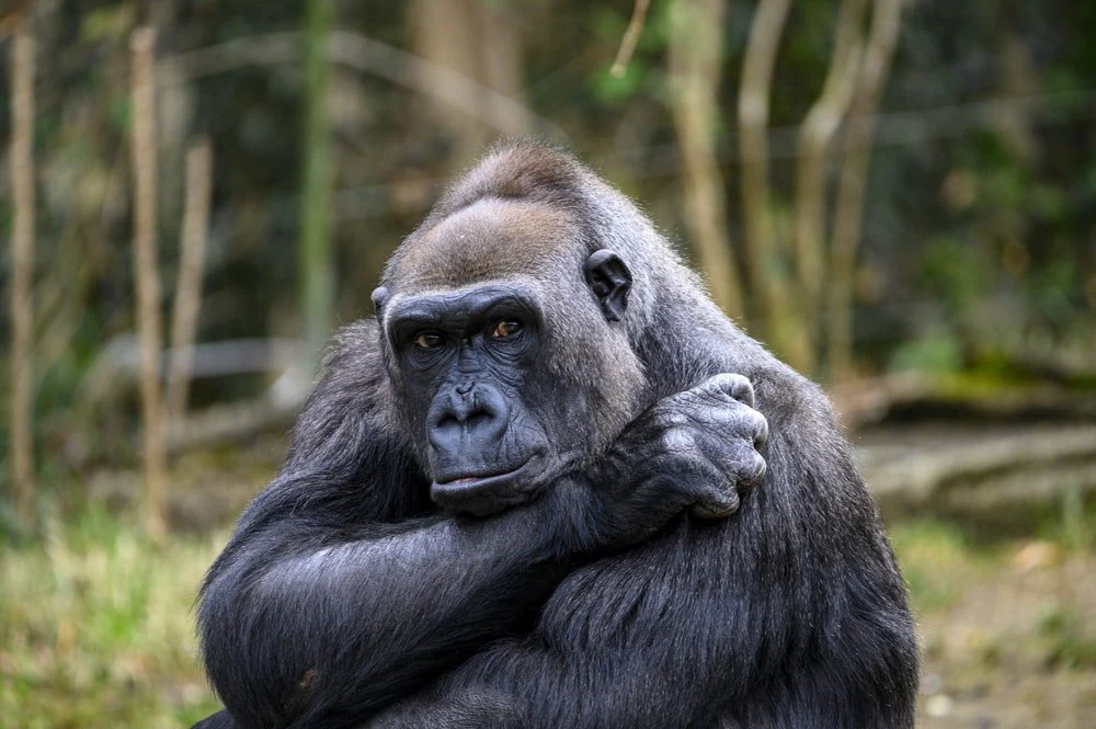 Paint By Numbers | Ape - Black Gorilla In Forest During Daytime