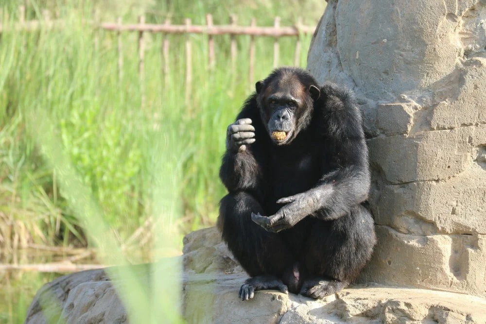 Paint By Numbers | Ape - Black Gorilla Sitting On Brown Wooden Log During Daytime