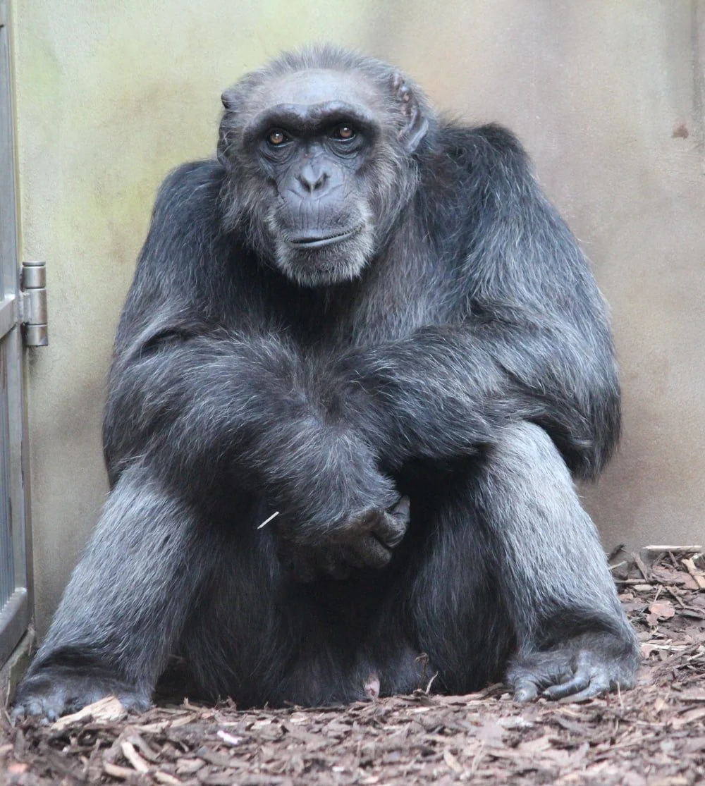 Paint By Numbers | Ape - Black Gorilla Sitting On Brown Wooden Plank