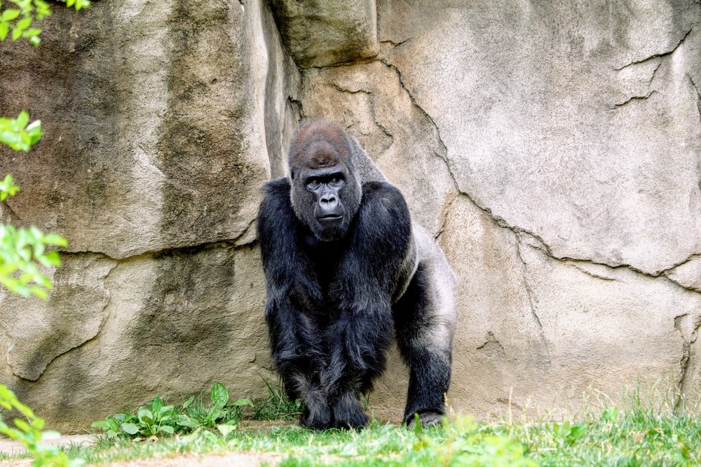 Paint By Numbers | Gorilla - Black Gorilla Standing Behind Rock