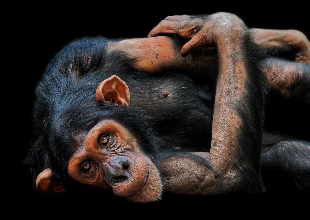Paint By Numbers | Ape - Black Monkey Lying On Brown Wooden Surface