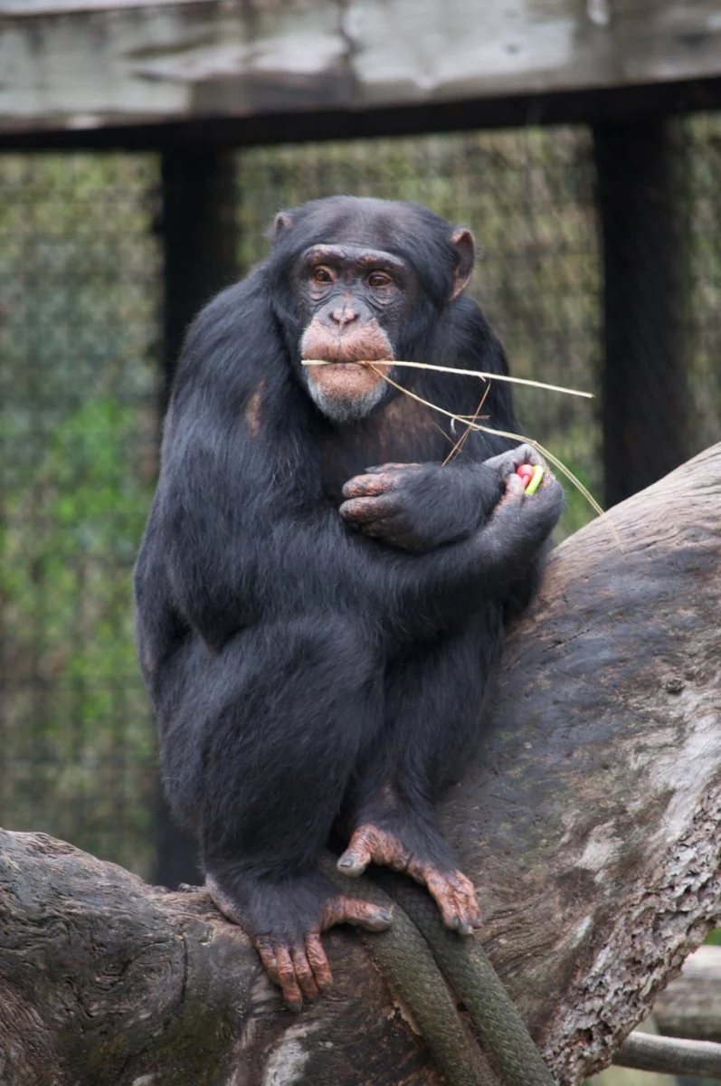Paint By Numbers | Ape - Black Monkey On Brown Tree Branch During Daytime