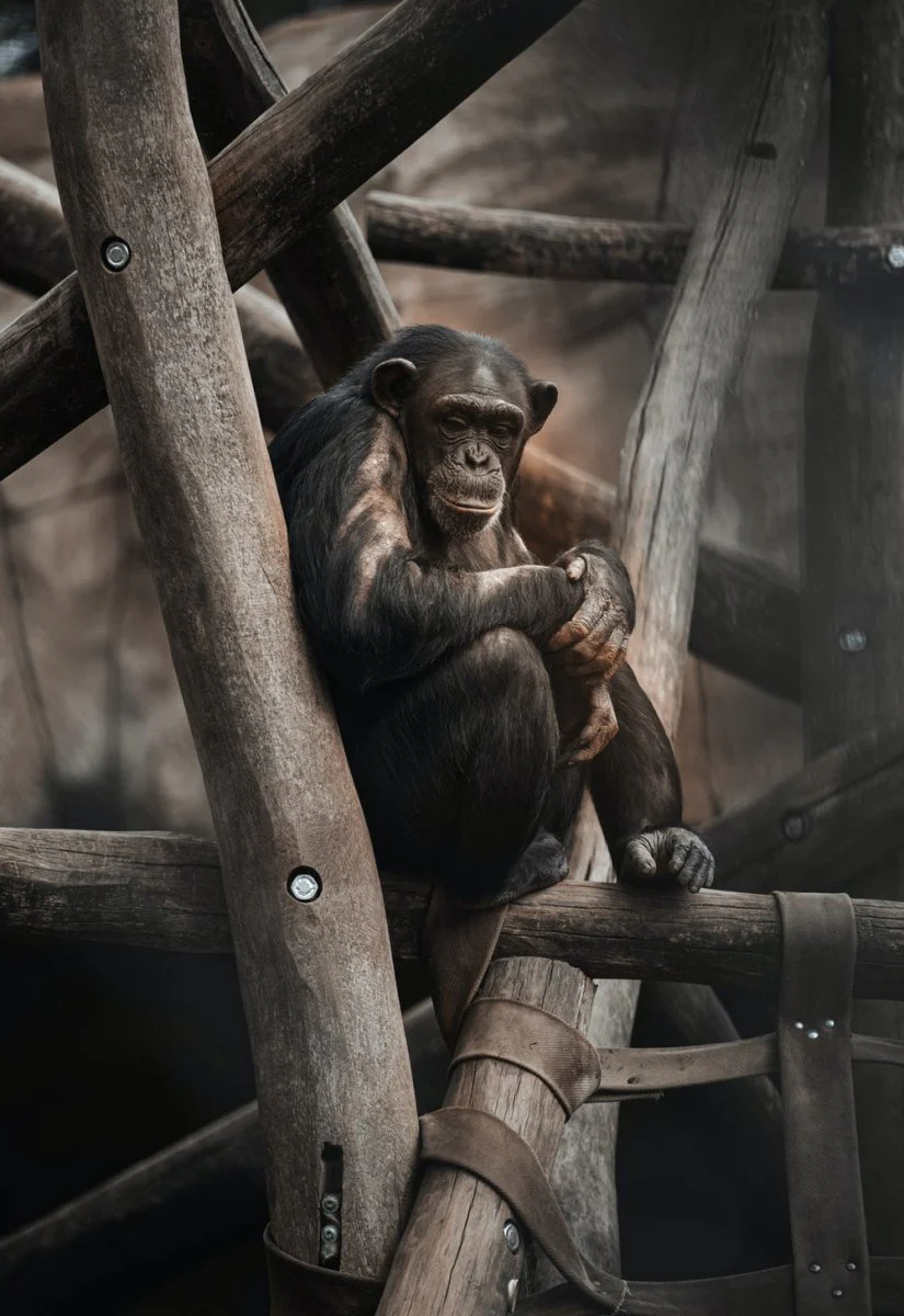 Paint By Numbers | Ape - Black Monkey On Brown Wooden Branch