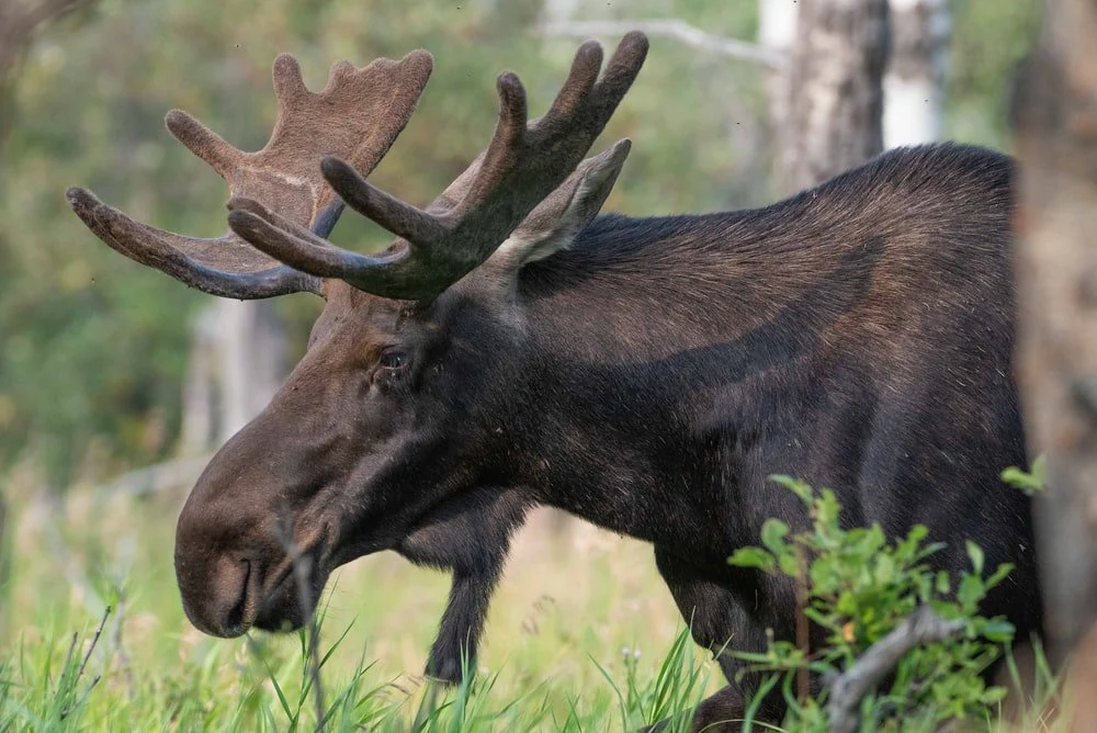 Paint By Numbers | Moose - Black Moose Under Tree