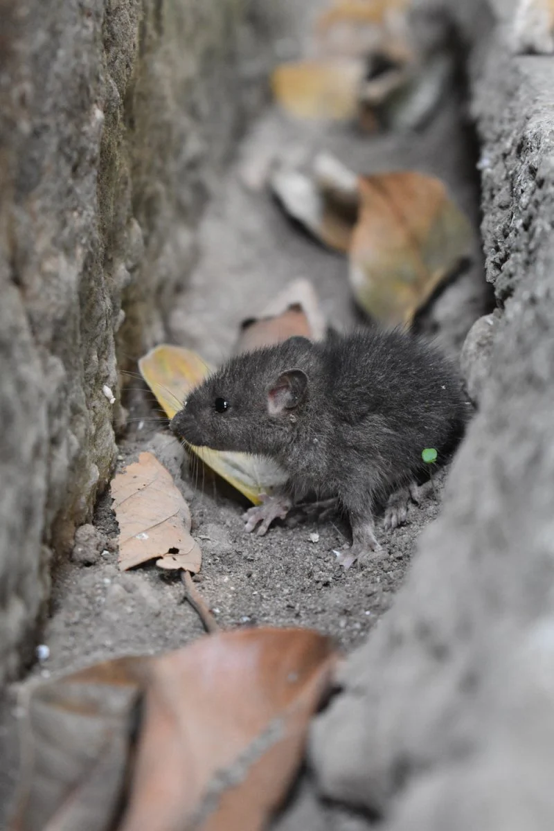 Paint By Numbers | Mouse - Black Mouse On Gray Concrete Pavement