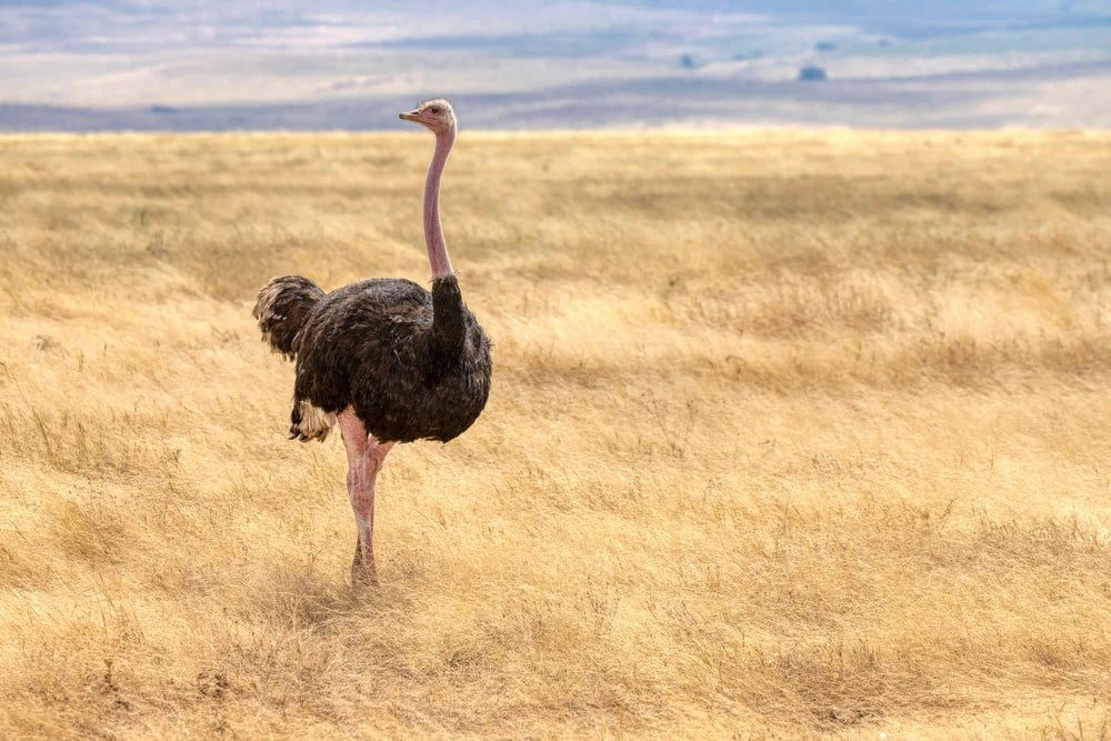 Paint By Numbers | Ostrich - Black Ostrich On Brown Grass Field During Daytime