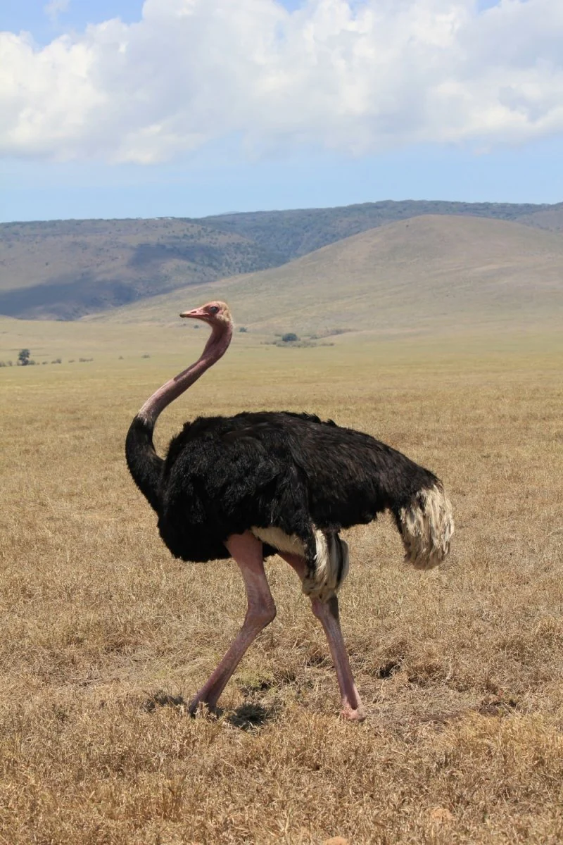 Paint By Numbers | Ostrich - Black Ostrich On Grassy Field