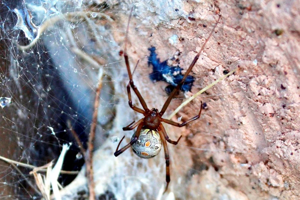 Paint By Numbers | Black Widow Spider - Black Spider On Brown Concrete Wall