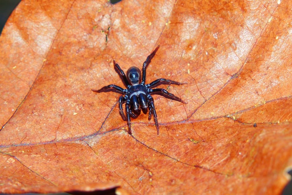 Paint By Numbers | Black Widow Spider - Black Spider On Brown Leaf
