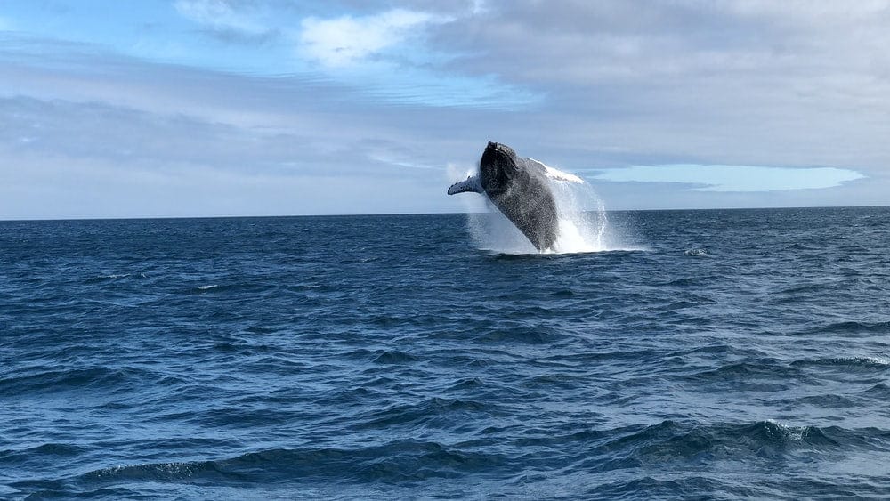 Paint By Numbers | Santa Cruz - Black Whale On Blue Sea Under Blue Sky During Daytime